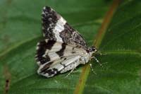 Attēlu rezultāti vaicājumam “Spargania luctuata”