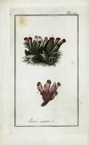 Attēlu rezultāti vaicājumam “Peltigera canina”