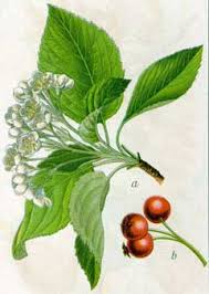 Attēlu rezultāti vaicājumam “Sorbus aria”