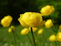 Attēlu rezultāti vaicājumam “Trollius europaeus”