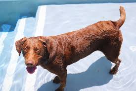 Image result for Carlisle BloodHounds