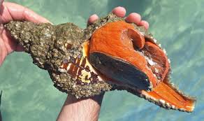 Image result for Triplofusus giganteus