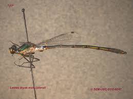 Attēlu rezultāti vaicājumam “Lestes dryas male”