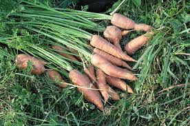 Image result for Möhren