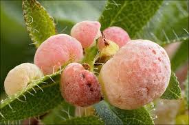 Attēlu rezultāti vaicājumam “Exobasidium vaccinii”