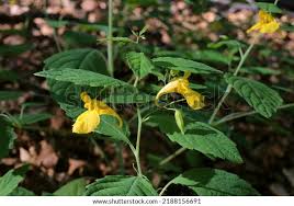 Attēlu rezultāti vaicājumam “Impatiens noli-tangere leaf”