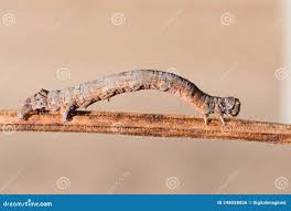 Attēlu rezultāti vaicājumam “Crocallis elinguaria imago”