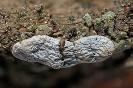 Attēlu rezultāti vaicājumam “Diderma chondrioderma”