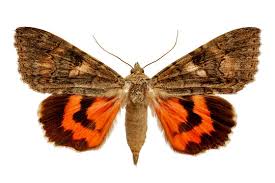 Attēlu rezultāti vaicājumam “Catocala nupta”