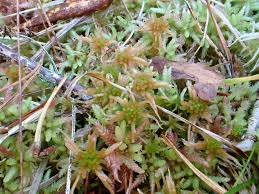 Attēlu rezultāti vaicājumam “Sphagnum flexuosum”