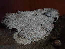 Attēlu rezultāti vaicājumam “Diderma crustaceum”