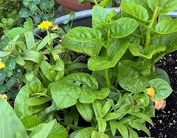 Attēlu rezultāti vaicājumam “Calendula officinalis leaf”