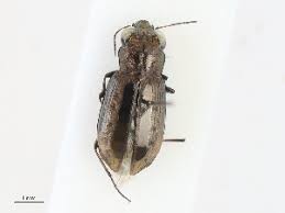 Attēlu rezultāti vaicājumam “Notiophilus germinyi”