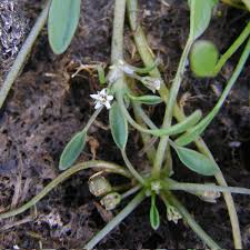 Attēlu rezultāti vaicājumam “Limosella aquatica”