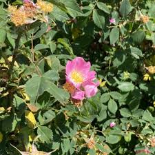 Attēlu rezultāti vaicājumam “Rosa villosa”