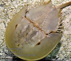 Image result for Limulus polyphemus