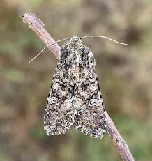 Attēlu rezultāti vaicājumam “Mamestra brassicae”