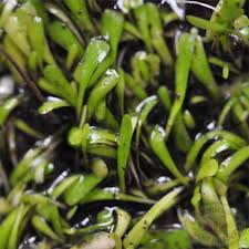 Attēlu rezultāti vaicājumam “Utricularia minor leaf”