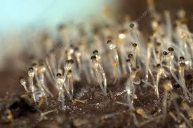 Attēlu rezultāti vaicājumam “Pilobolus crystallinus”