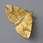 Attēlu rezultāti vaicājumam “Eulithis mellinata”