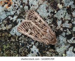 Attēlu rezultāti vaicājumam “Tholera decimalis”