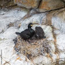 Attēlu rezultāti vaicājumam “Phalacrocorax carbo nest”