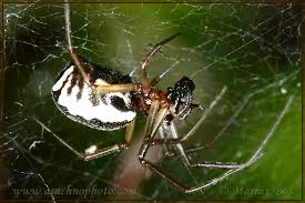 Attēlu rezultāti vaicājumam “Linyphiidae”