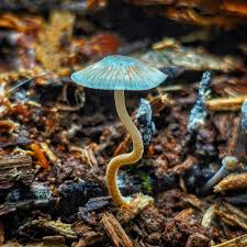 Attēlu rezultāti vaicājumam “Mycena belliarum”