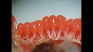 Attēlu rezultāti vaicājumam “Heterotrichia ferruginea (syn. Arcyria ferruginea)”