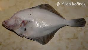 Image result for Pleuronectes platessa