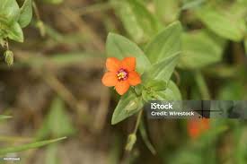 Attēlu rezultāti vaicājumam “Anagallis arvensis leaf”