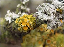 Attēlu rezultāti vaicājumam “Xanthoria polycarpa”