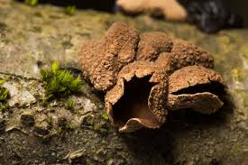 Attēlu rezultāti vaicājumam “Heyderia abietis”