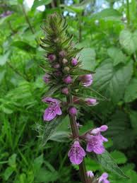 Attēlu rezultāti vaicājumam “Stachys palustris bud”