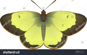 Attēlu rezultāti vaicājumam “Colias palaeno male”