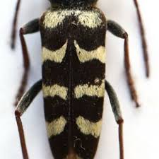 Attēlu rezultāti vaicājumam “Nothorhina punctata”