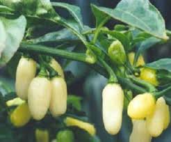 Afbeeldingsresultaat voor white habanero hot pepper