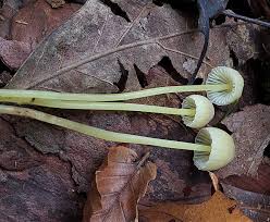 Attēlu rezultāti vaicājumam “Mycena epipterygia”
