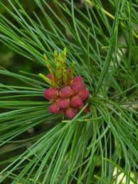 Image result for Pinus cembra