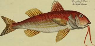 Image result for Mullus surmuletus