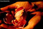 death rose by hassan bahrameh - via Daymix