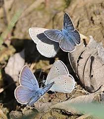 Attēlu rezultāti vaicājumam “Cyaniris semiargus underside”