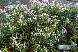 Attēlu rezultāti vaicājumam “Andromeda polifolia”