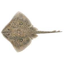 Image result for Raja montagui