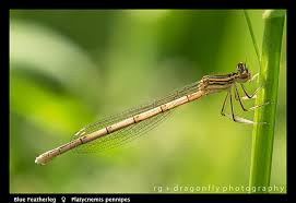Attēlu rezultāti vaicājumam “Platycnemis pennipes female”