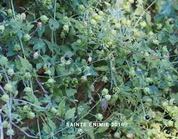 Attēlu rezultāti vaicājumam “Silene baccifera fruit”