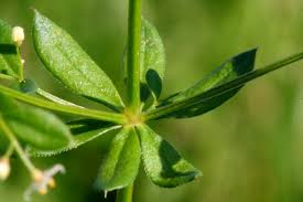 Attēlu rezultāti vaicājumam “Galium album”