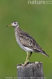 Image result for Bartramia longicauda