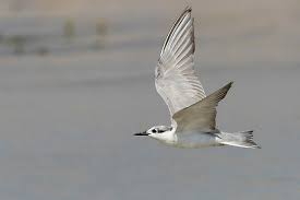 Attēlu rezultāti vaicājumam “Chlidonias hybrida adult”