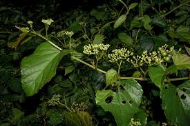 Attēlu rezultāti vaicājumam “Ampelopsis glandulosa var. brevipedunculata”